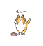ゆるゆるシェルティ（個別スタンプ：23）