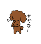 関西トイプーあずきちゃん（個別スタンプ：1）