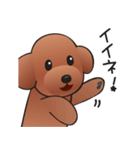 カワイイ！ラブリー！トイプードル！（個別スタンプ：5）