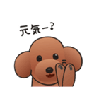 カワイイ！ラブリー！トイプードル！（個別スタンプ：17）