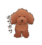 カワイイ！ラブリー！トイプードル！（個別スタンプ：37）