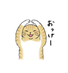 なぜか気になる猫（個別スタンプ：17）