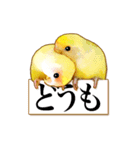 リアルな鳥さんスタンプ（個別スタンプ：14）