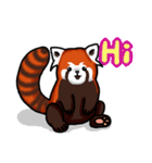 Red Panda "Pandy"（個別スタンプ：1）