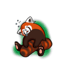 Red Panda "Pandy"（個別スタンプ：37）