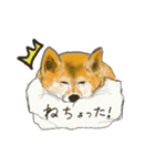 柴犬 はなちゃん（個別スタンプ：1）