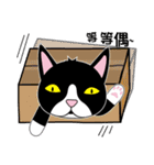 caty cat（個別スタンプ：27）