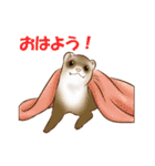 フェレットすたんぷ～お出かけ用～（個別スタンプ：1）