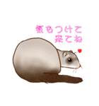 フェレットすたんぷ～お出かけ用～（個別スタンプ：13）