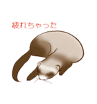 フェレットすたんぷ～お出かけ用～（個別スタンプ：31）