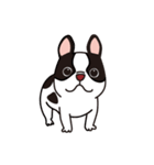 フレンチブルドッグ ぶー（パイド）（個別スタンプ：1）