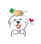 Bichon Money (life articles)（個別スタンプ：30）