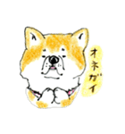 秋田犬の毎日スタンプ（個別スタンプ：40）
