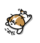 シーズー犬かぼちゃん（個別スタンプ：6）
