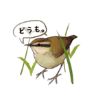 日本の野鳥2（個別スタンプ：21）