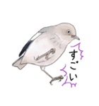 日本の野鳥2（個別スタンプ：23）