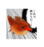 日本の野鳥2（個別スタンプ：33）