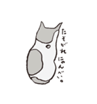 3匹のネコたち。（個別スタンプ：40）