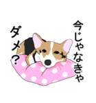 あるコーギーのスタンプ（個別スタンプ：12）