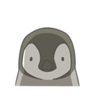 コウテイペンギンのヒナ（個別スタンプ：31）
