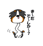 気分屋バーニーズ（個別スタンプ：5）