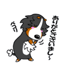 気分屋バーニーズ（個別スタンプ：22）