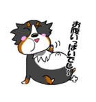 気分屋バーニーズ（個別スタンプ：24）
