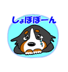 気分屋バーニーズ（個別スタンプ：40）
