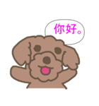 Toy poodle in Taiwanese（個別スタンプ：1）