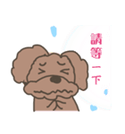 Toy poodle in Taiwanese（個別スタンプ：16）