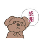 Toy poodle in Taiwanese（個別スタンプ：23）