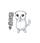 Scottish Fold-White Rabbit（個別スタンプ：1）