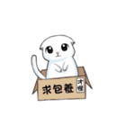 Scottish Fold-White Rabbit（個別スタンプ：5）