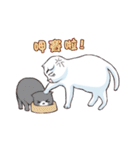 Scottish Fold-White Rabbit（個別スタンプ：6）