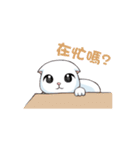Scottish Fold-White Rabbit（個別スタンプ：16）