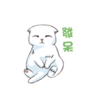 Scottish Fold-White Rabbit（個別スタンプ：18）