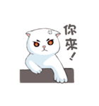 Scottish Fold-White Rabbit（個別スタンプ：20）