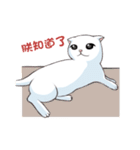 Scottish Fold-White Rabbit（個別スタンプ：22）