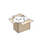 Scottish Fold-White Rabbit（個別スタンプ：29）