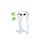 Scottish Fold-White Rabbit（個別スタンプ：33）