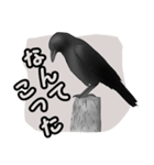 白黒の鳥たち（日本語）（個別スタンプ：12）