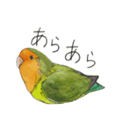 コザクラインコのピイちゃん（個別スタンプ：7）