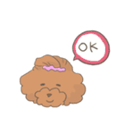 toy poodle pooo（個別スタンプ：1）