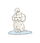 toy poodle pooo（個別スタンプ：33）