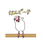 文鳥のちゃびー（個別スタンプ：15）