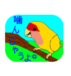 Daily life of CHOBIN of a parakeet.（個別スタンプ：12）