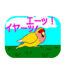 Daily life of CHOBIN of a parakeet.（個別スタンプ：33）