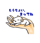 手乗り犬（個別スタンプ：5）