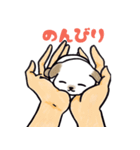 手乗り犬（個別スタンプ：11）