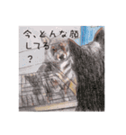 柴犬のここが好き4（個別スタンプ：37）